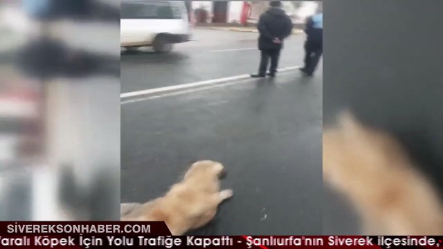 Zabıta Ekipleri, Yaralı Köpek İçin Yolu Trafiğe Kapattı