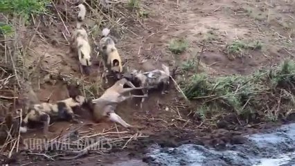 Nutrition vs African dung fights! - Antelope vs Wild Dog Fight!