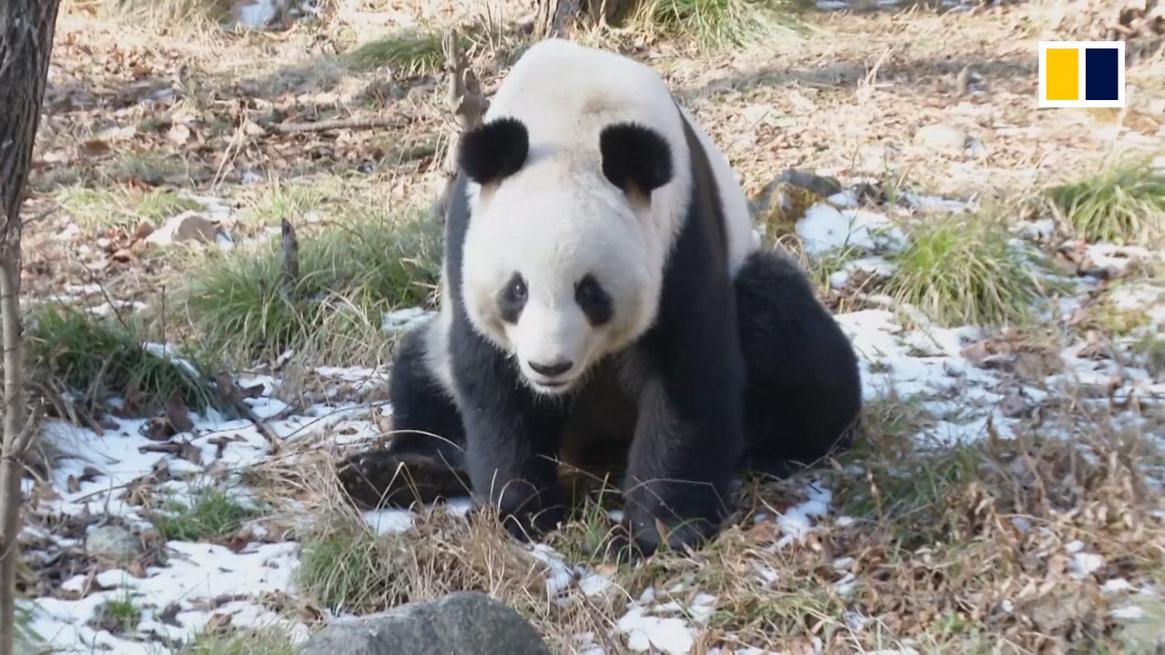 Pandas prepared for wild release