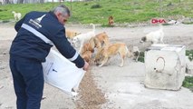İzmir Soğukta Sokak Hayvanlarına Yüksek Enerjili Mama