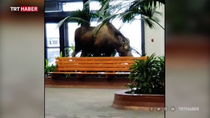 ABD'de hastaneye giren geyik saksıdaki bitkileri yedi