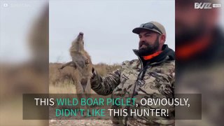 Absolutely infuriated wild boar piglet tries to attack hunter