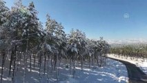 Gaziantep ve Kahramanmaraş'ın karlı ormanları büyülüyor - KAHRAMANMARAŞ