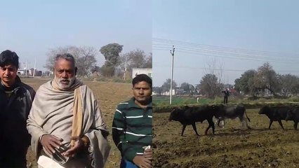 बेसहारा पशुओं के लिए इंतजाम नहीं हुआ तो गांव वालों ने उन्हें घेरकर विधायक के अहाते में छोड़ा, वीडियो