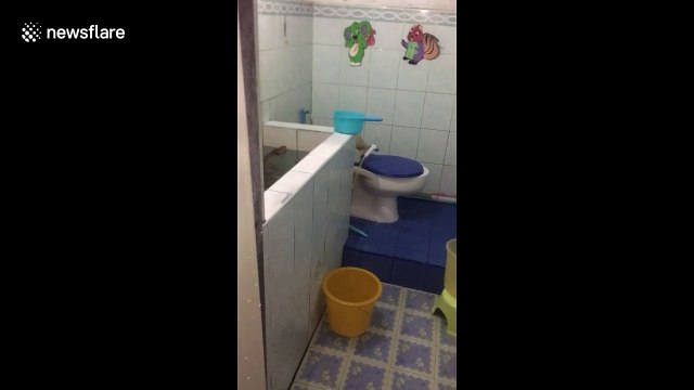 Thai man goes into bathroom to find giant monitor lizard chilling in the water tank