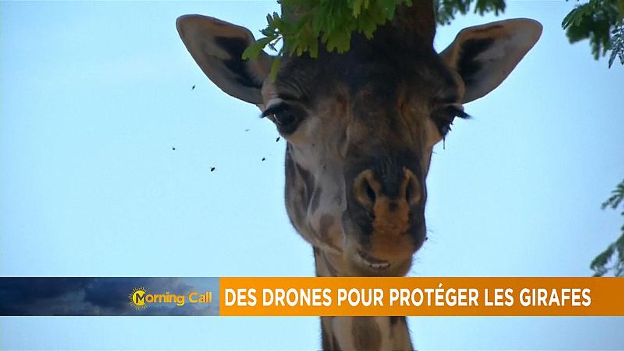 Giraffe species threatened with extinction [The Morning Call]