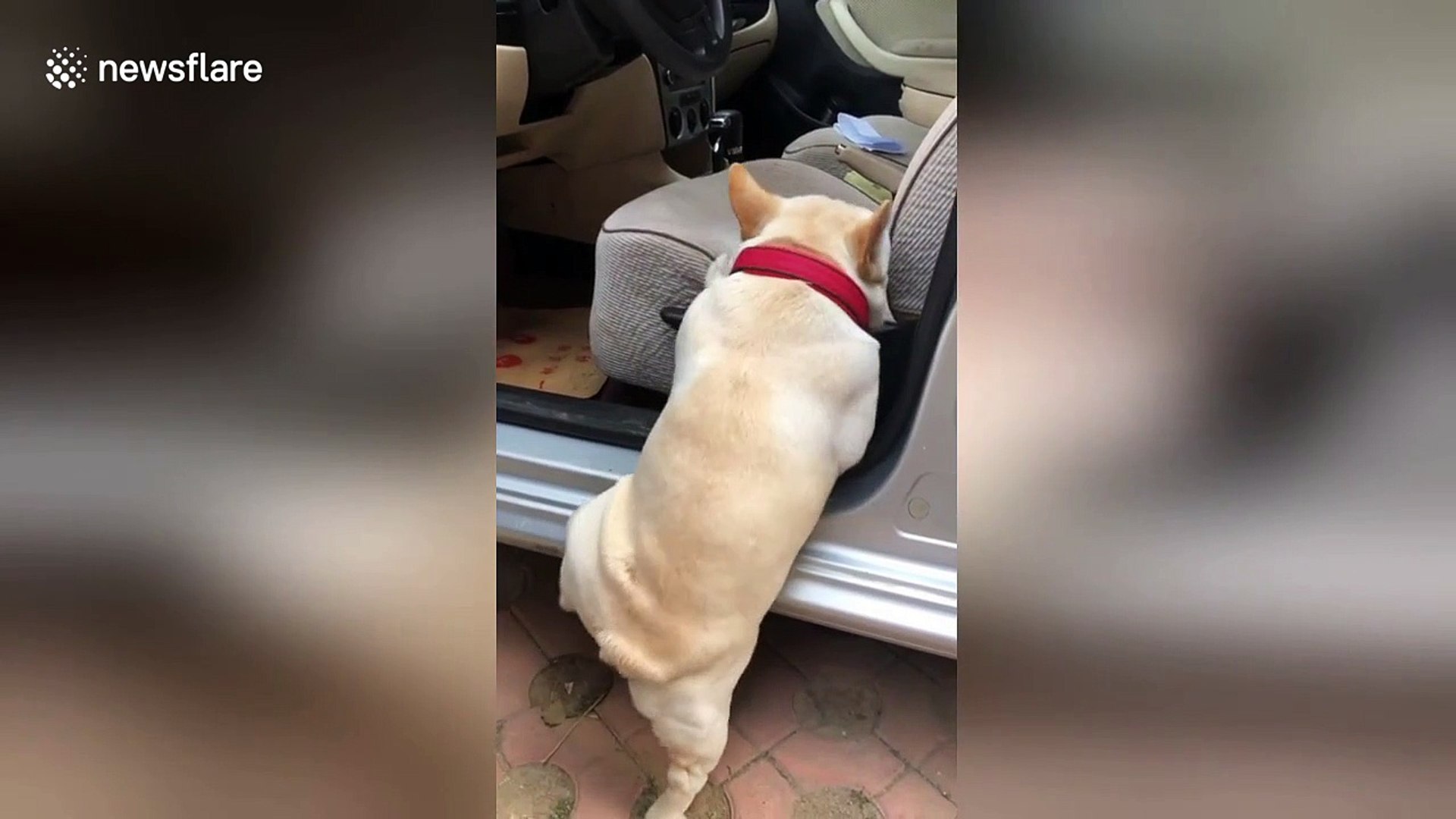 French bulldog hotsell arguing in car
