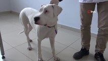 İşitme Engelli Olduğu Düşünülen Köpeğe İşitme Testi Yapıldı