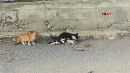 Karabük Telef Olan Kardeş Kediyi Ağzıyla Yol Kenarına Taşıdı