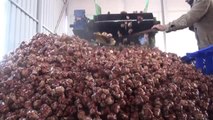 Beypazarı'nda Yer Elması Üretimi - Ankara