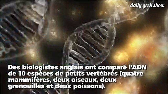 Des chercheurs auraient trouvé des modifications génétiques liées à la monogamie