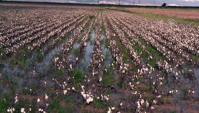 Amik Ovası'nda tarlalar sular altında (2) - HATAY