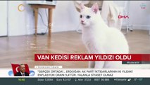 Van kedisi reklam yıldızı oldu