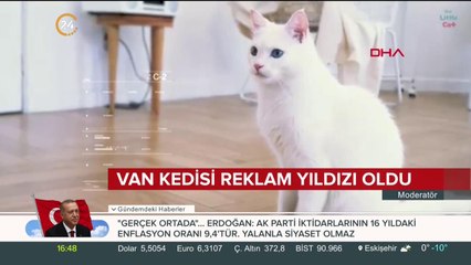 Van kedisi reklam yıldızı oldu