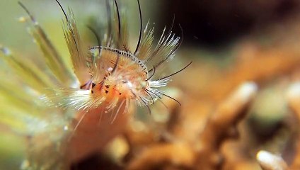 Fireworm Head Filmed in Macro