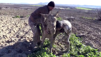 Çamura saplanan hayvanlar için seferber oldular - ŞANLIURFA