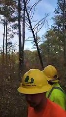 Branche éjectée pendant l'abattage d'un arbre arrive en pleine tête (Ralenti)