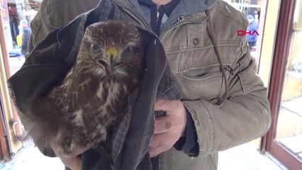 Bursa Marangoz, Yaralı Bulduğu Atmacayı Veterinere Götürdü