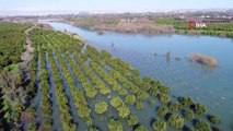 Seyhan Nehri Taştı, Bahçeler Göle Döndü...