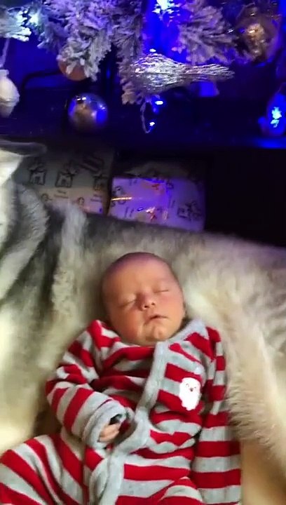 Dog Baby Video | Dog Protect Baby