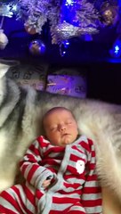 Dog Baby Video | Dog Protect Baby