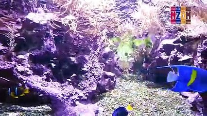 B3- Yellow Bar Angelfish, Yellowtail Tang, Eye Patch Butterflyfish, Dwarf Hawk Fish, Bubble Tip Anemone, Two Band Anemonefish, Demoiselle Bicolour, Burgess´ Butterflyfish, Banded Goby, Sea Fan