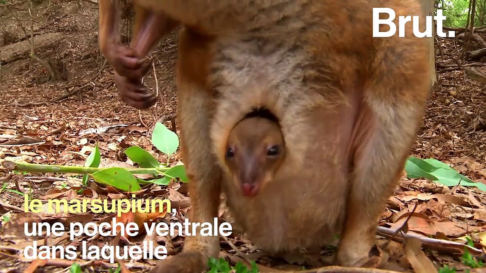 À quoi la poche ventrale des marsupiaux sert-elle ? - Vidéo Dailymotion