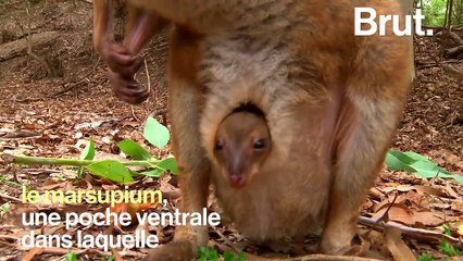 À quoi la poche ventrale des marsupiaux sert-elle ?