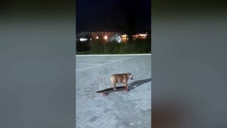 Talented dog teaches herself how to skateboard