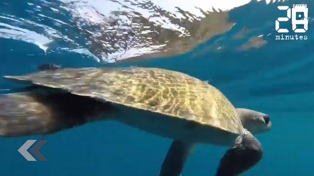 Ces tortues leurs doivent la vie ! - Le Rewind du Mercredi 09 Janvier 2019