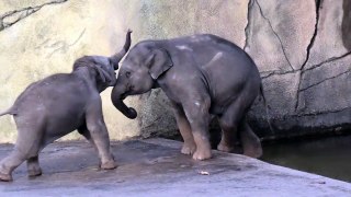 Elephant calf tries to push his big brother into the water