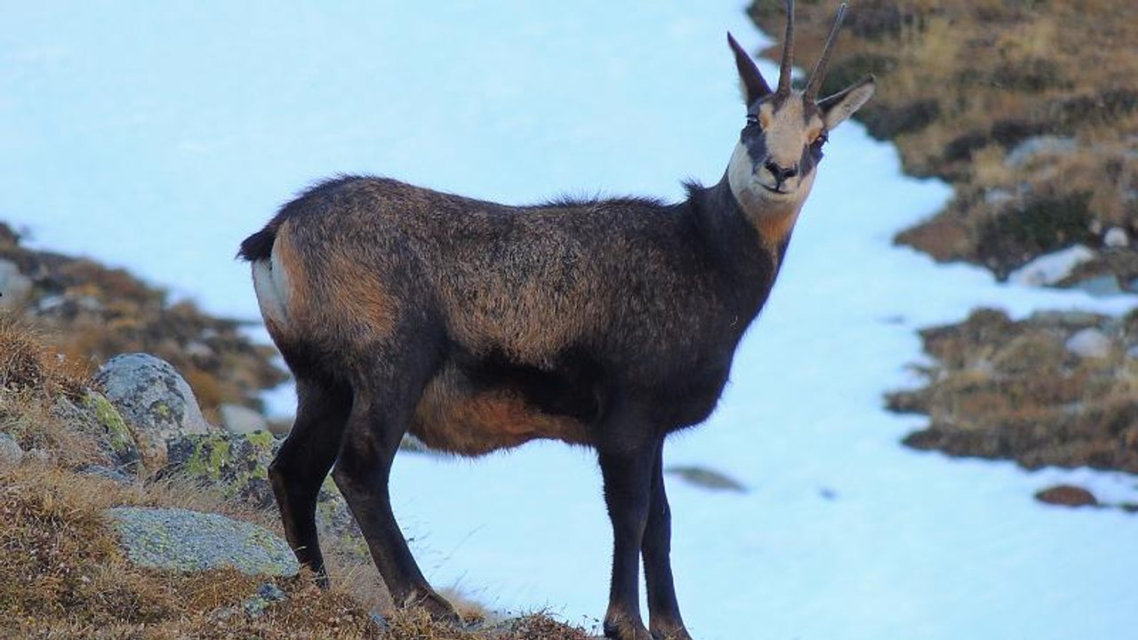 Video: Österreichische Bahnmitarbeiter retten verschüttete Gämse aus dem Schnee
