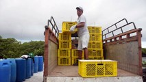 Introducen iguanas en isla ecuatoriana de Galápagos