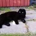 Cute Cat Sees Something Spooky