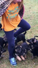 Precious German Shepherd Pups Chase Girl