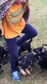 Precious German Shepherd Pups Chase Girl