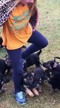 Precious German Shepherd Pups Chase Girl