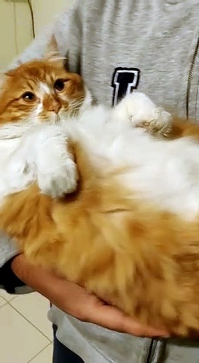 Man Rocking Kitty Companion to Sleep