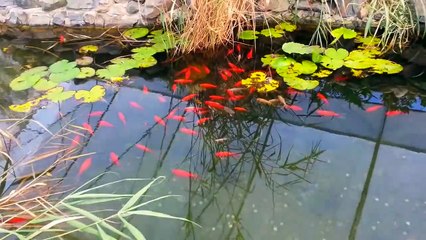 exotic fish  and fountain