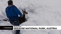 نجات بز کوهی مدفون شده زیر برف در اتریش