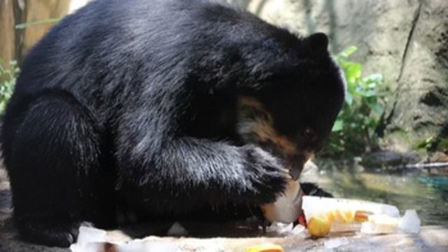 Osos y felinos del zoológico de Río se refrescan con helados para combatir el calor