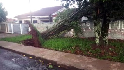 Queda de árvore atrapalha trânsito no Bairro Tropical