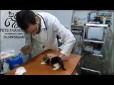 Tiny angry kitten at vet clinic