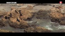 Mag du jour - La faune préruvienne - Étape 3 (San Juan de Marcona / Arequipa) - Dakar 2019