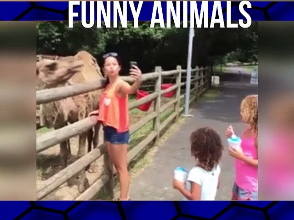 Funny animals