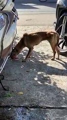 Chú chó gầy trơ xương vì không thể ăn được gì trong nhiều tháng