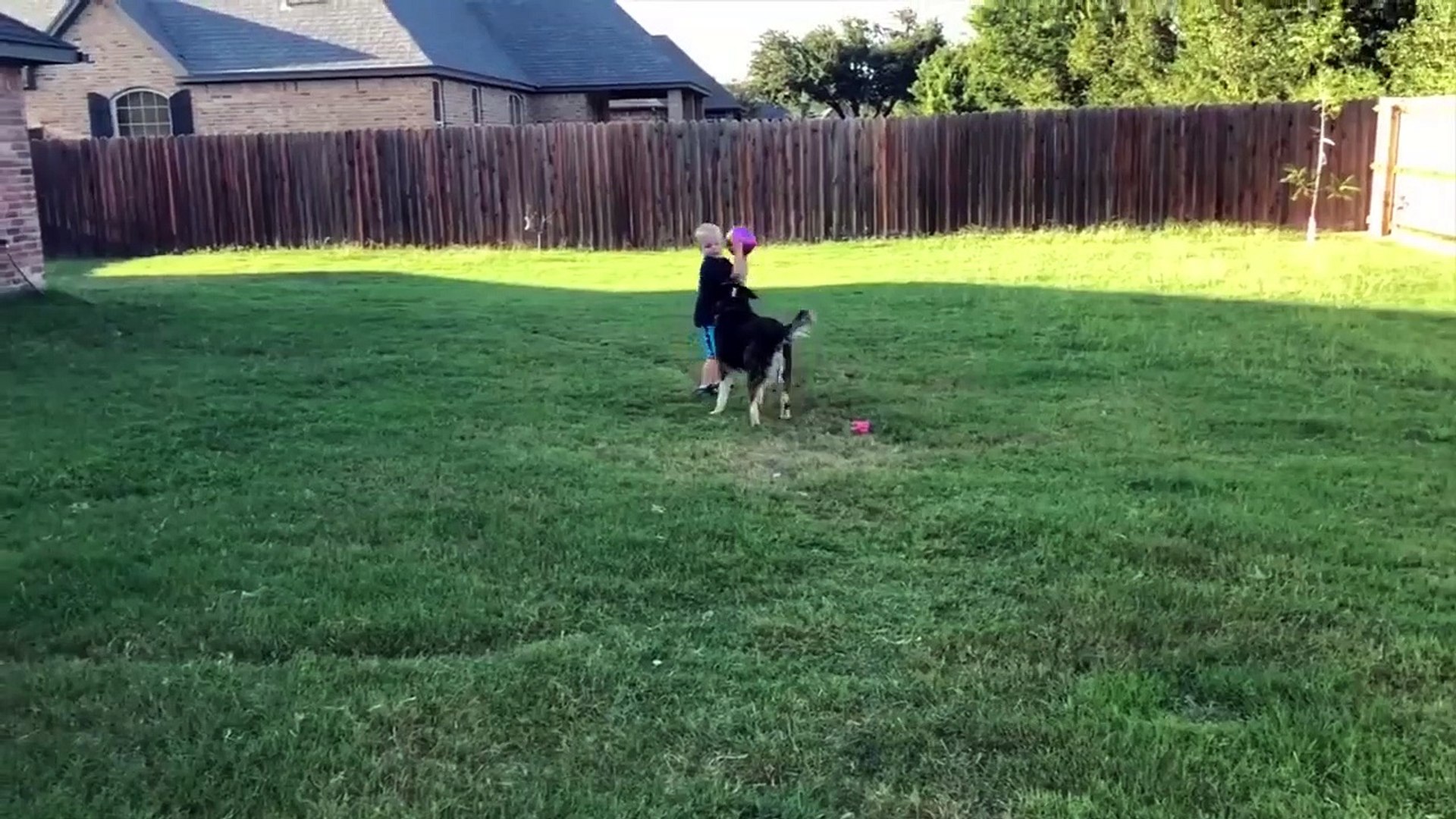 Funniest Pets & Animals | Funny Pet Videos | Top Funniest Pet Videos