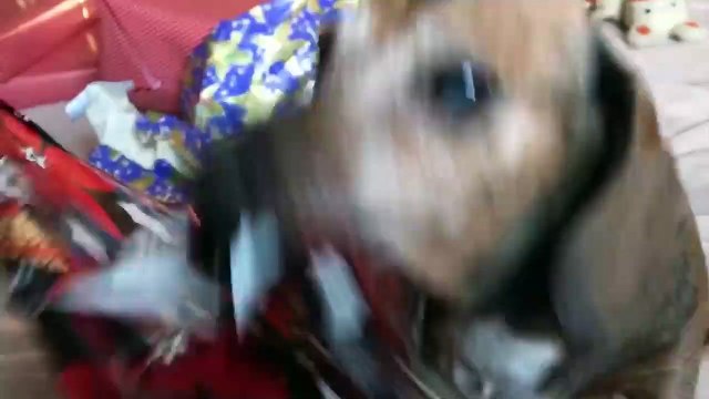 Cutest Holiday Pets Compilation 2018 | Funny Pet Videos | Funny Animals Videos