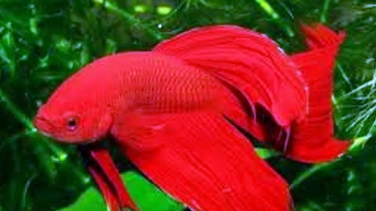 Kırmızı Balık kıvrıla kıvrıla bebek çocuk şarkı