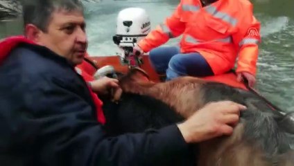 Kayalıklarda mahsur kalan keçiler kurtarıldı - KAHRAMANMARAŞ